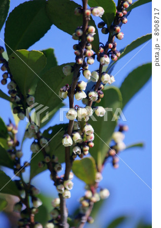 柃　ヒサカキと申します。 8908717