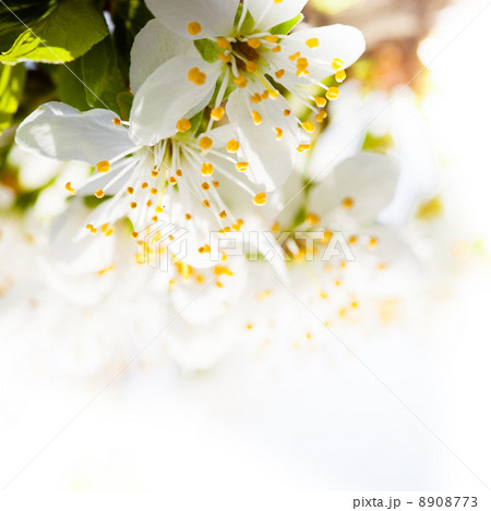 Spring bokeh Spring bokeh 8908773