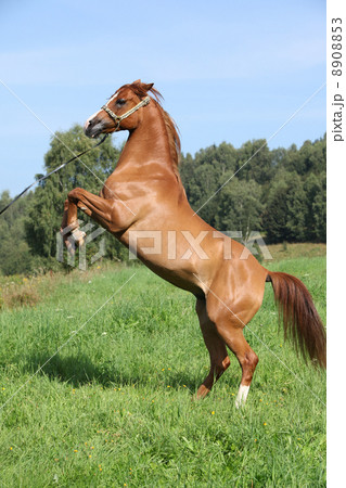 Young arabian horse prancing Young arabian horse prancing 8908853
