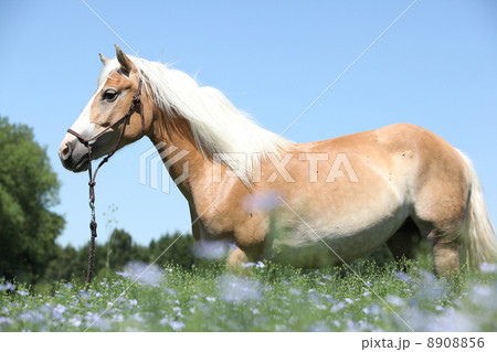 Nice haflinger Nice haflinger 8908856