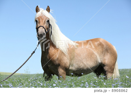 Nice haflinger Nice haflinger 8908862