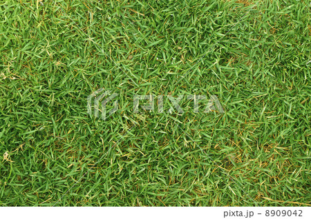 Grass background 8909042