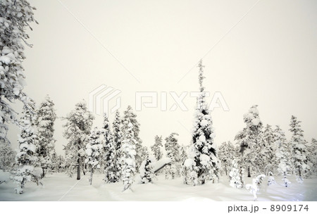 Forest Winter at night 8909174