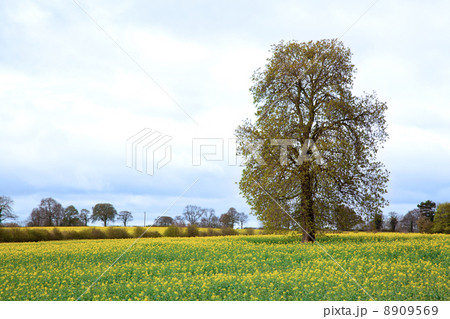 Tree with Field Tree with Field 8909569
