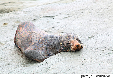 sleepy seal 8909658
