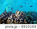 Underwater world at Maldives. 8910168