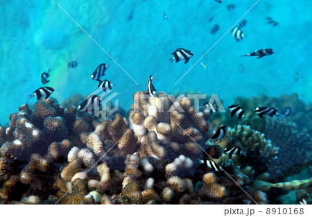 Underwater world at Maldives. 8910168