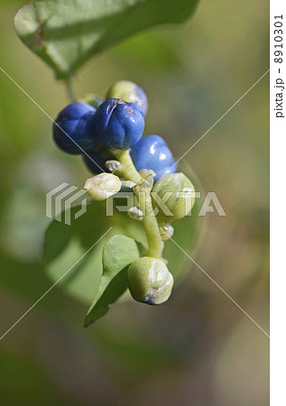 イシミカワの実 8910301