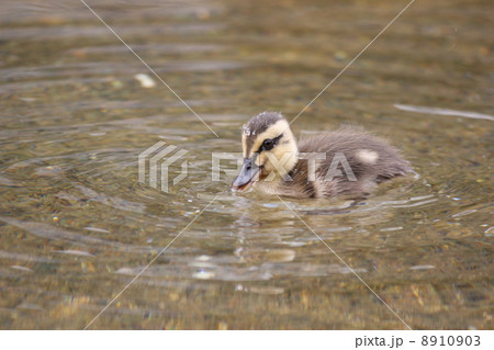 カルガモのヒナ 8910903