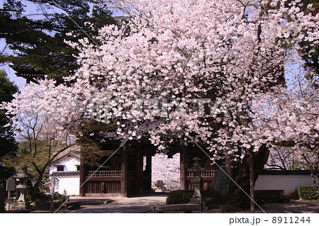 粉河寺（和歌山）　中門前の桜 8911244