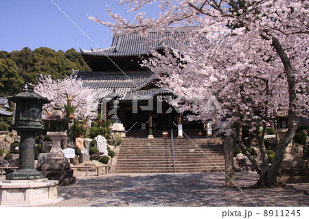 粉河寺（和歌山）　本殿前の桜 8911245