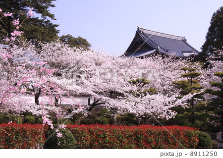 粉河寺（和歌山）　本殿庭の桜 8911250