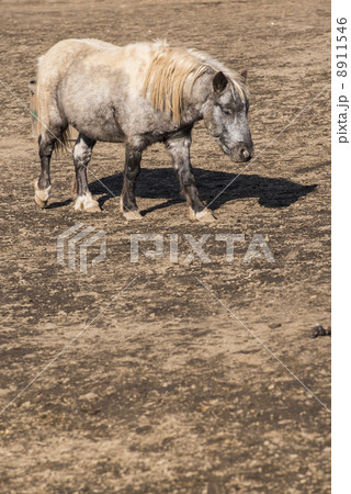 ポニー ポニー 8911546