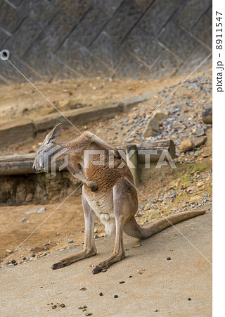 カンガルー カンガルー 8911547