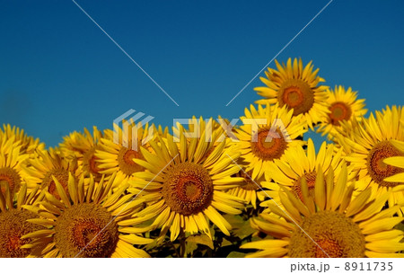ひまわりと空 8911735