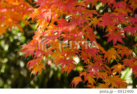 鮮やかな紅葉のモミジ 鮮やかな紅葉のモミジ 8912400