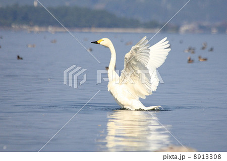 琵琶湖の白鳥 羽ばたきながら伸びあがる 琵琶湖の白鳥 羽ばたきながら伸びあがる 8913308
