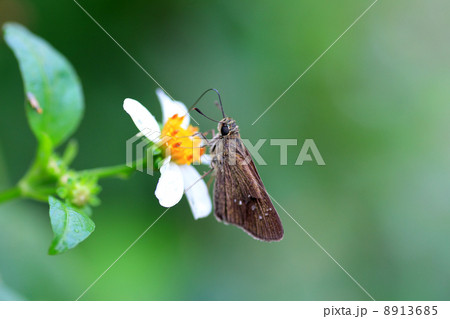 ユウレイセセリ 8913685