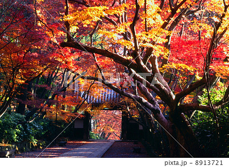 京都 光明寺の紅葉 京都 光明寺の紅葉 8913721