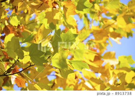 カラフルな枯れ葉 カラフルな枯れ葉 8913738