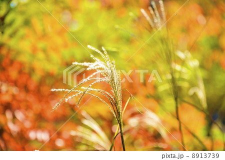 紅葉とススキ 8913739