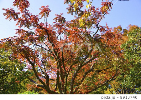 初冬の向島百花園 8913740