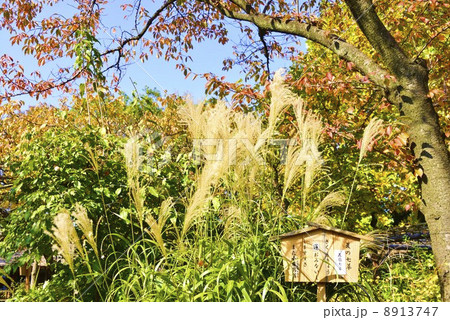 初冬の向島百花園 8913747