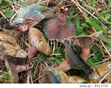 キノコ狩り 8913756