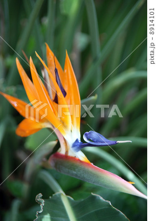 ゴクラクチョウカ 8914101