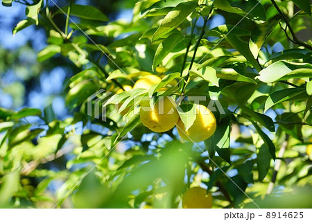 ユズの実 8914625