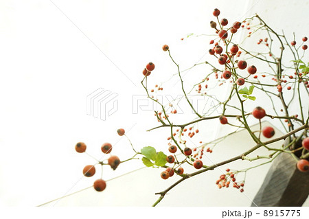 野バラの実を生ける 8915775