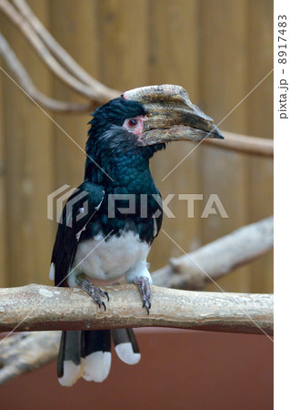 ギンガオサイチョウ 8917483