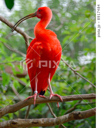 ショウジョウトキ ショウジョウトキ 8917484