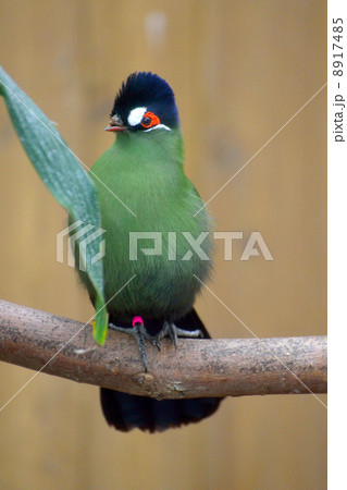 オウカンエボシドリ 8917485