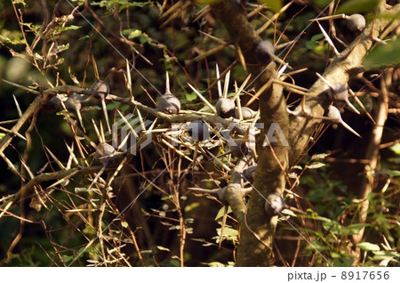 アカシアの鋭い棘 8917656