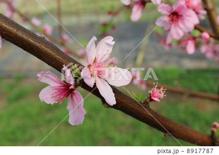 桃の花 桃の花 8917787