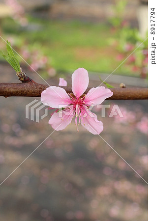 桃の花 桃の花 8917794