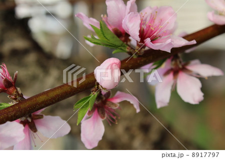 桃の花 8917797