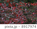 紅葉したブルーベリー木 8917974