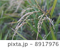 秋の稲穂 8917976