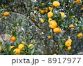 ふくれみかん 8917977
