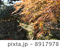 紅葉もみじ 8917978