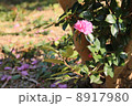 一輪の山茶花 8917980