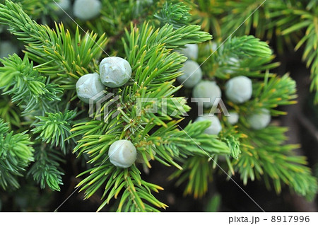 ハイビャクシン果実 8917996