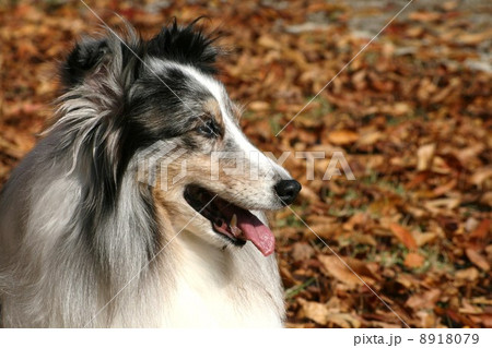 シェルティ 8918079
