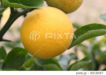 カラタチの実の写真素材