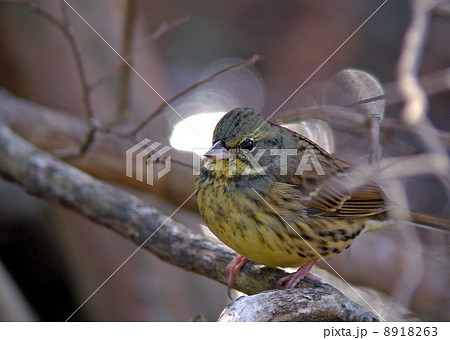 アオジ アオジ 8918263