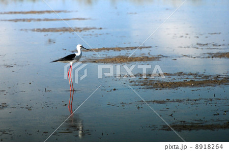 セイタカシギ セイタカシギ 8918264