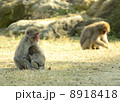 親子の絆 8918418