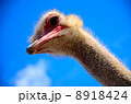ダチョウ 8918424